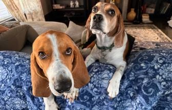 9 diferenças entre as raças beagle e basset hound