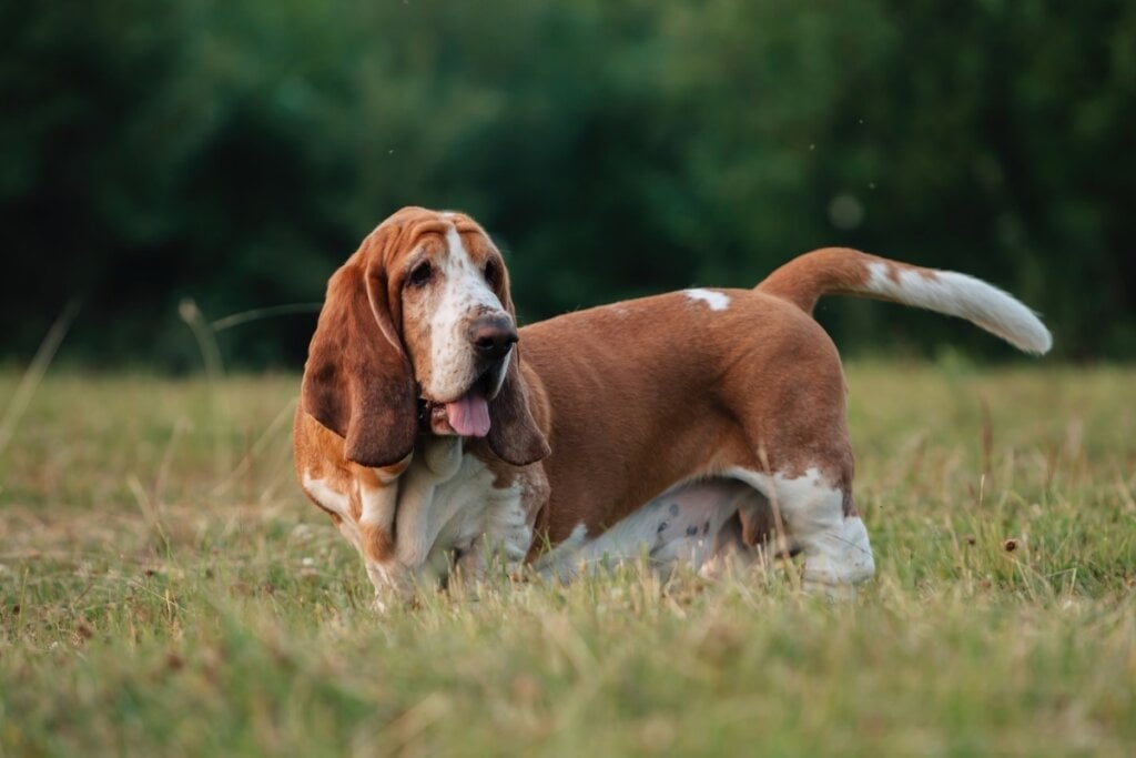 O basset hound gosta de passeios curtos e momentos relaxantes (Imagem: Svyatoslav Balan | Shutterstock)