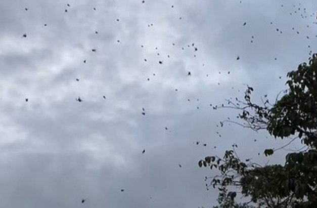 Chuva de aranha foi registrada no final do mês passado, em São Thomé.