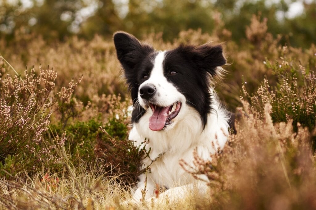 O nome Legolas combina com um cachorro elegante e atento, como o border collie (Imagem: LSphotoCZ | Shutterstock)