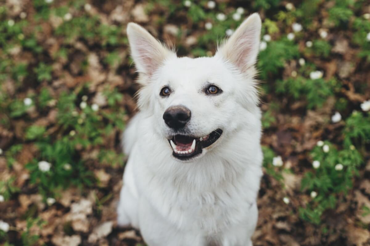 Personagens de “O Senhor dos Anéis” podem combinar com a personalidade do seu cachorro (Imagem: Bogdan Sonjachnyj | Shutterstock)