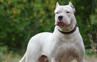 4 características do cachorro da raça dogo argentino 