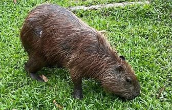 Capivara atrai atenção dos visitantes no Mangal das Garças, em Belém