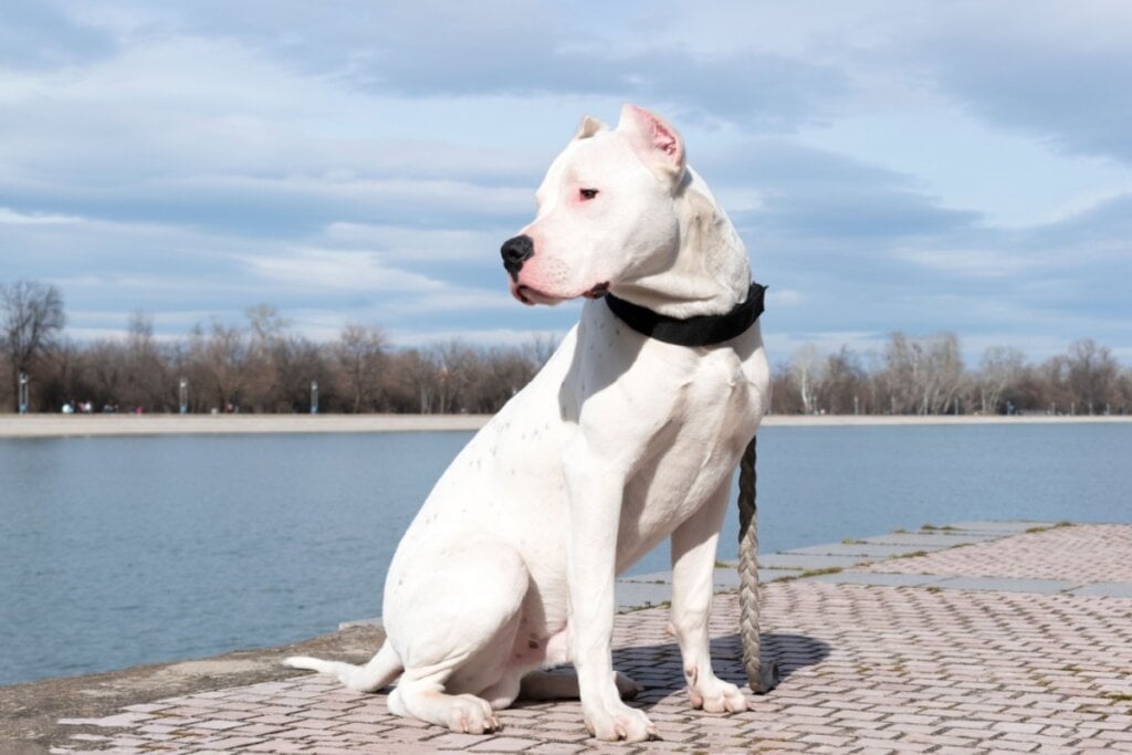 O dogo argentino é um cachorro que necessita de exercícios diários (Imagem: Elkhophoto | Shutterstock)