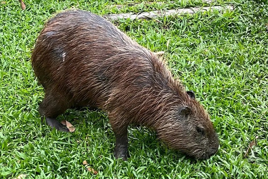 Uma capivara se integrou às atrações do Parque Zoobotânico Mangal das Garças, em Belém.