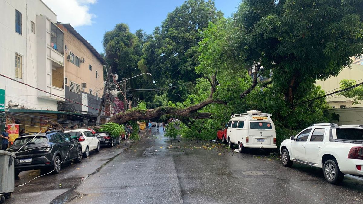 42 árvores sofreram queda em Belém ano passado; este ano já foram 6.