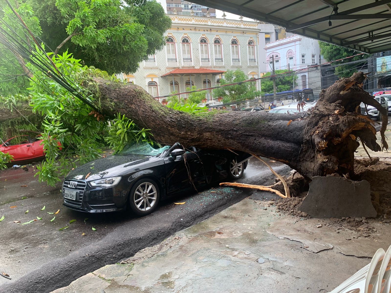 Imagem - Queda de árvore atinge vários carros no bairro de Nazaré em Belém