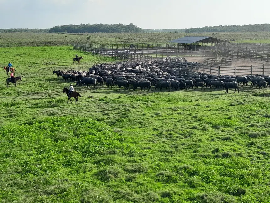 (A atualização de cadastro de animais iniciou pelo Marajó que possui o maior rebanho bubalino do Brasil.)