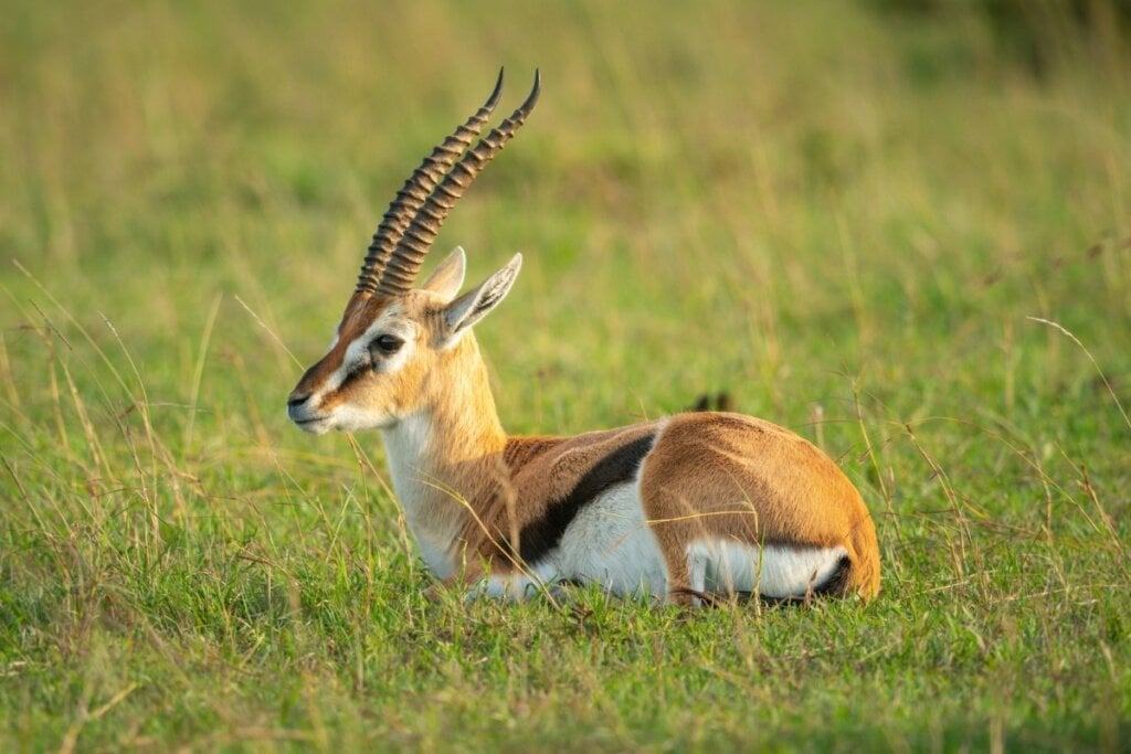 A gazela-de-Thomson é um dos animais terrestres mais velozes, alcançando até 90 km/h (Imagem: Nick Dale Photo | Shutterstock)