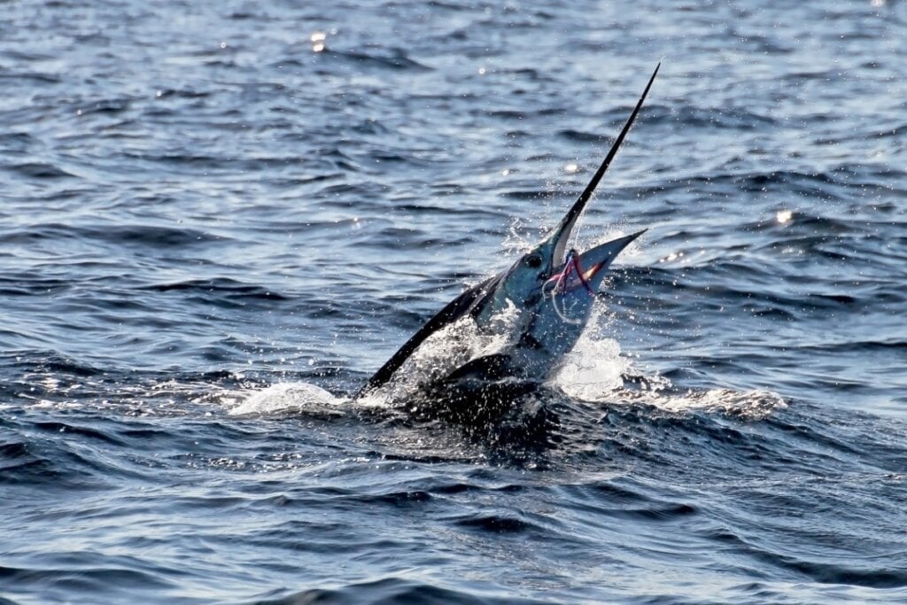 O agulhão-vela é o peixe mais rápido do mundo, nadando a até 110 km/h (Imagem: reisegraf.ch | Shutterstock) 