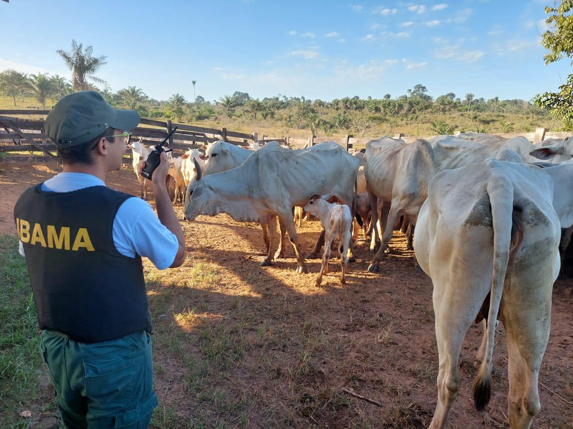 Imagem - PF prende suspeito de roubo de gado apreendido