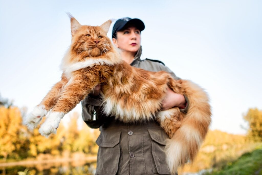 O maine coon tem olhos grandes e ovais (Imagem: Sergey Ginak | Shutterstock)