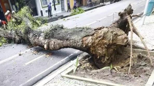 Uma mangueira caiu na rua dos Mundurucus, próximo à travessa Padre Eutíquio, na praça Batista Campos, em Belém. 