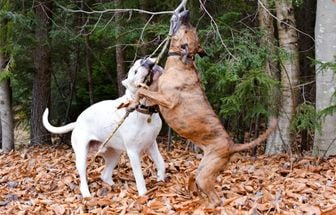 7 diferenças entre as raças dogo argentino e pitbull