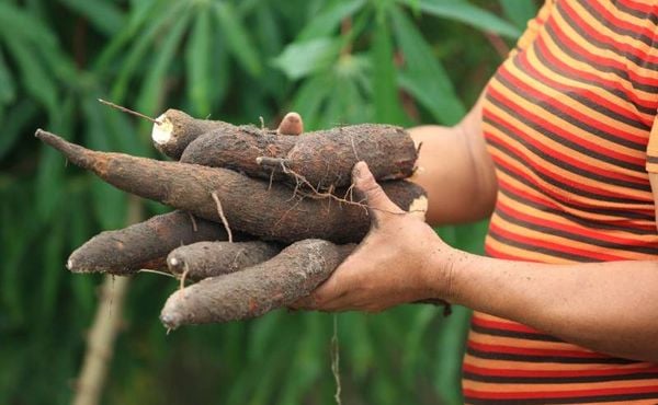 Ministério declara emergência fitossanitária para praga da mandioca no Pará e Amapá