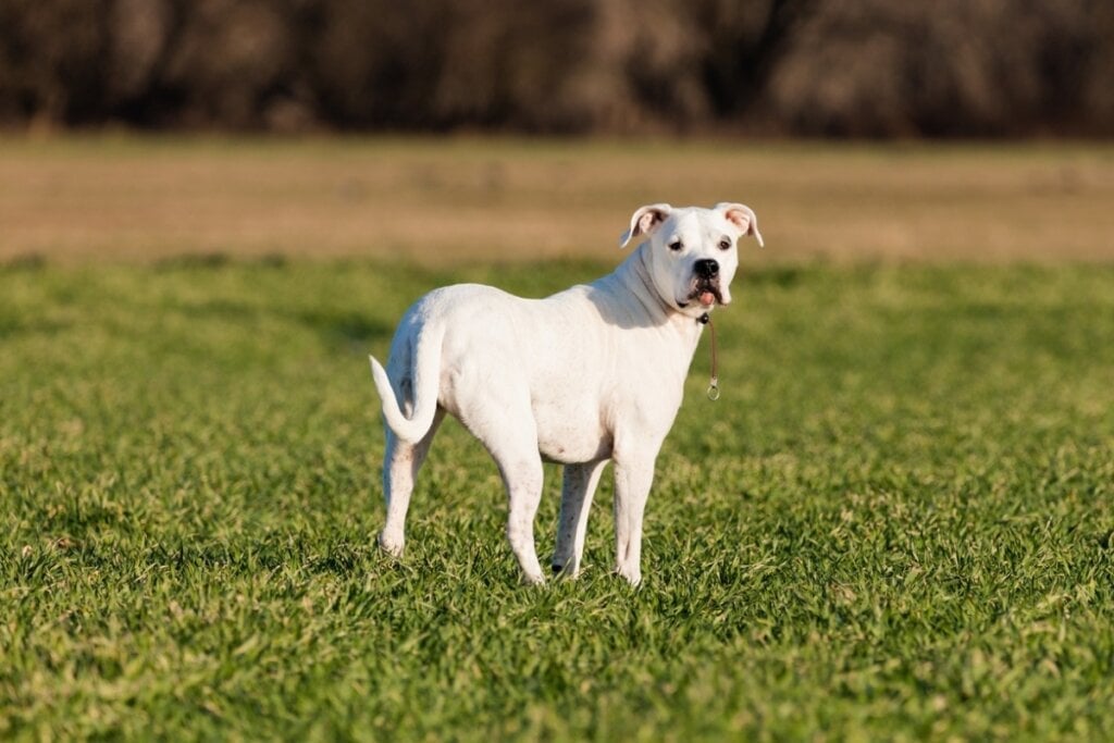 O dogo argentino tem uma cor exclusivamente branca (Imagem: Rafal Rutkowski | Shutterstock) 