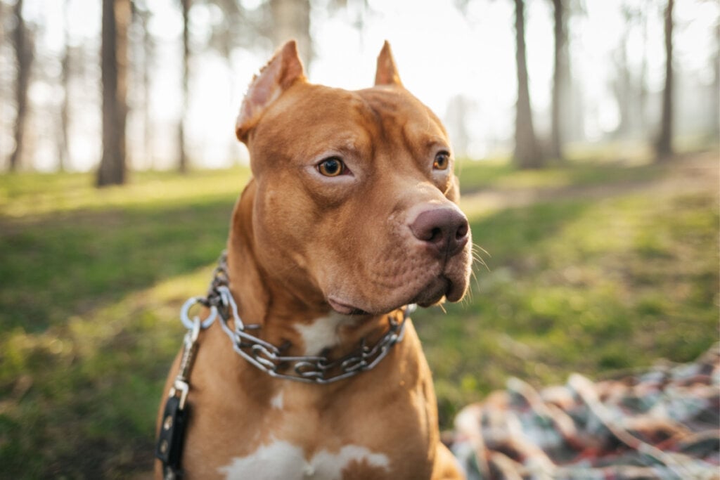 O pitbull é altamente inteligente, o que facilita o seu treinamento (Imagem: Olga Cranga | Shutterstock)