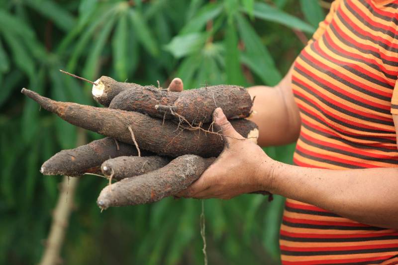 O estado do Pará lidera a produção de mandioca no Brasil . 