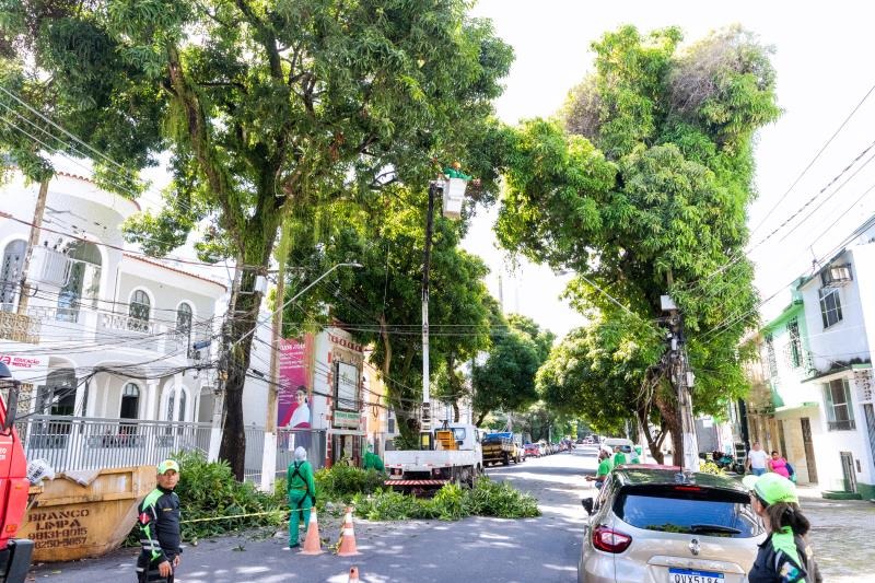 Imagem - Árvores em risco recebem poda e supressão, após quedas de muitas árvores, em Belém