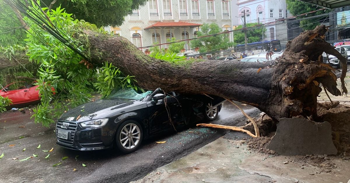 Queda de árvore atingiu vários carros no bairro de Nazaré, no último dia 29/01.