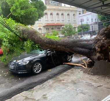 Imagem - Mais de 300 árvores correm o risco de cair em Belém, diz Semma