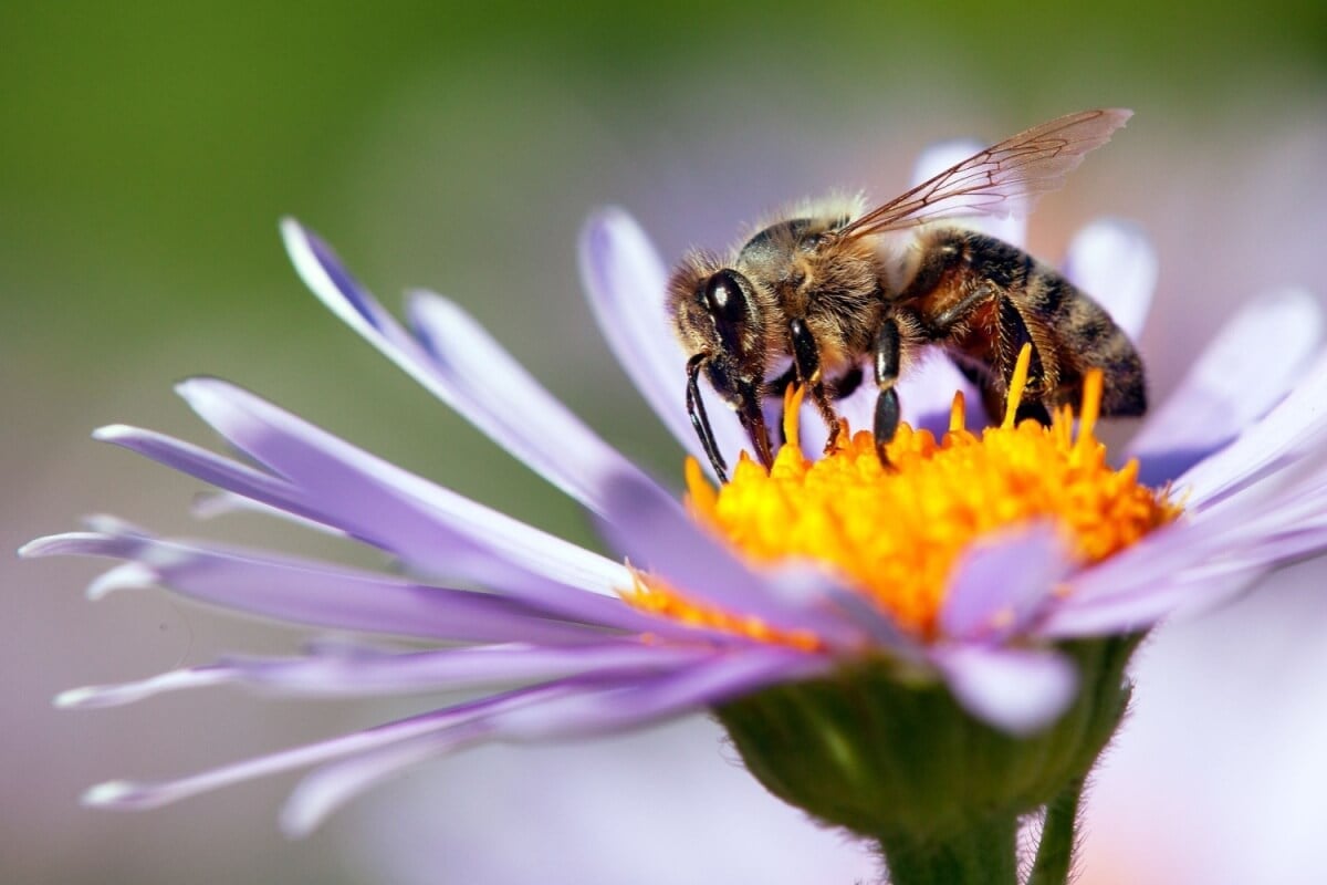 As abelhas são fundamentais para o equilíbrio dos ecossistemas (Imagem: Daniel Prudek | Shutterstock) 
