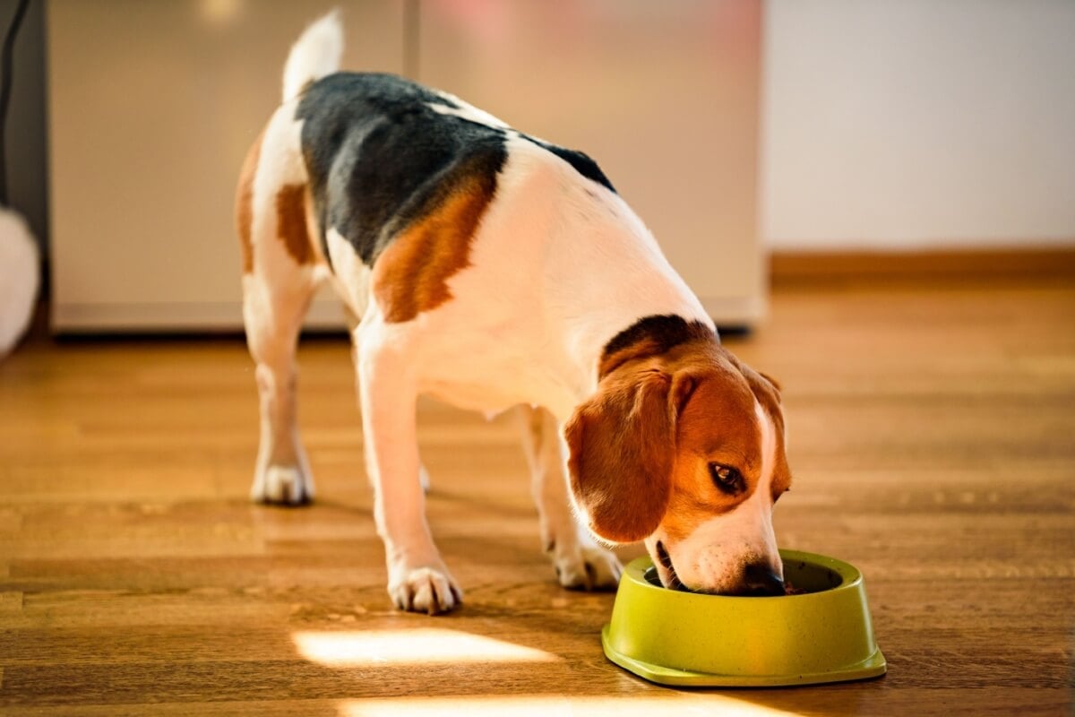 A alimentação natural é benéfica para a saúde dos animais (Imagem: Przemek Iciak | Shutterstock)