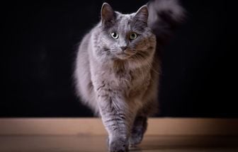 4 características do gato da raça nebelung 