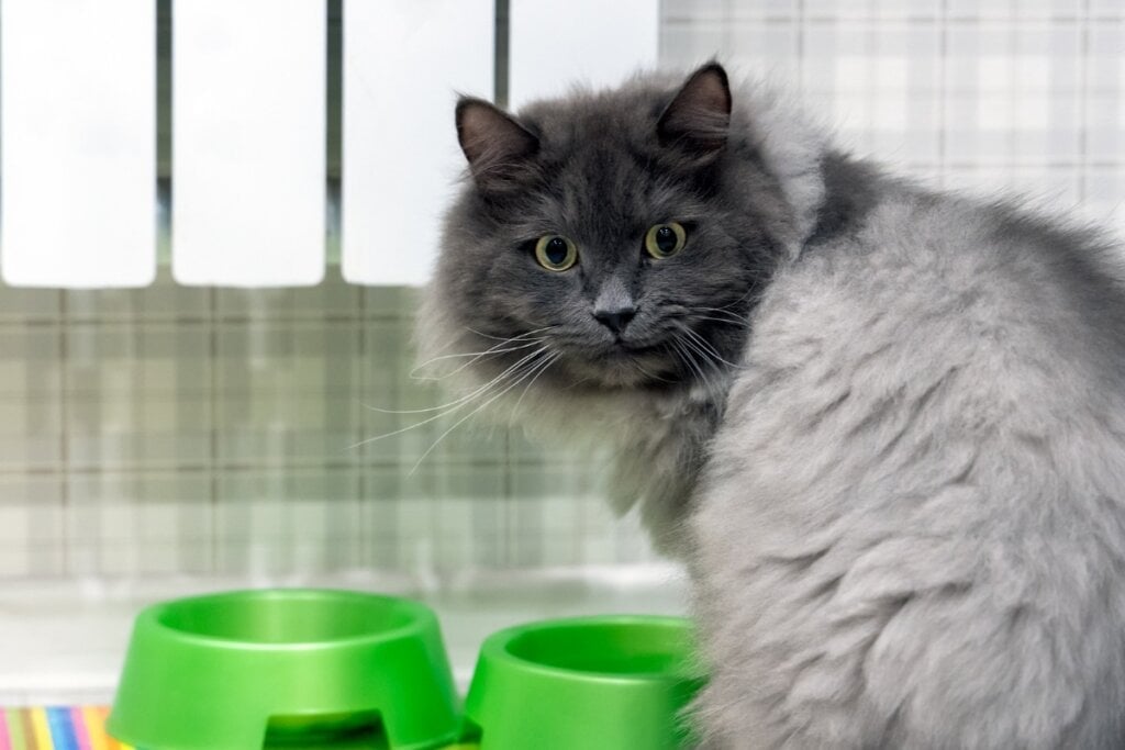 O gato nebelung deve ter uma alimentação equilibrada para evitar problemas de saúde (Imagem: Vronivis | Shutterstock)