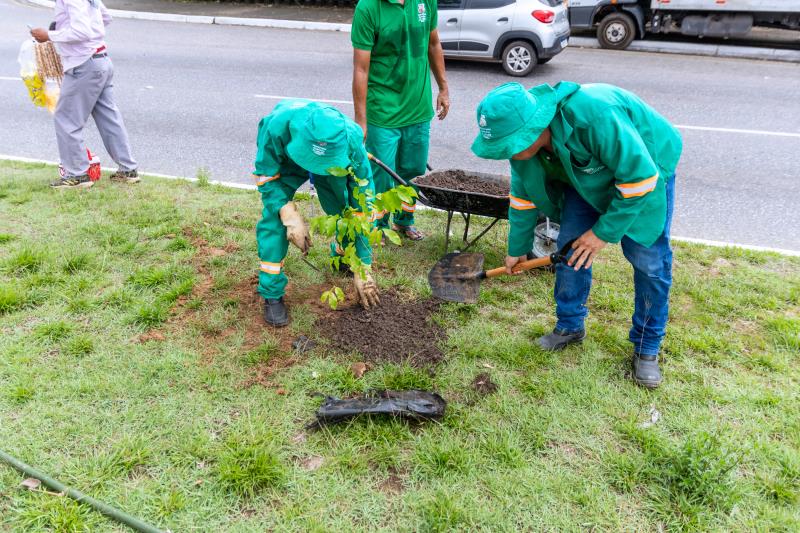 Plantio da manguita em Belém.