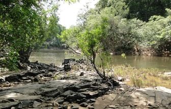 BNDES e Meio Ambiente lançam edital para manejo sustentável de floresta no AM