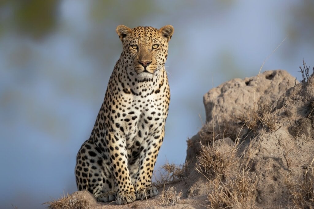 O leopardo mede entre 1,3 e 1,65 metros de comprimento e pesa de 30 a 90 quilos (Imagem: Henk Bogaard | Shutterstock)