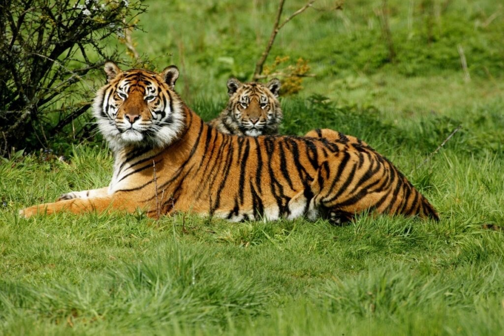 O tigre-de-sumatra pesa entre 100 e 140 quilos e mede cerca de 2,5 metros de comprimento (Imagem: slowmotiongli | Shutterstock)