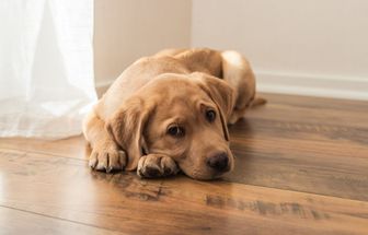 Veja as causas e os sintomas da depressão em cachorros