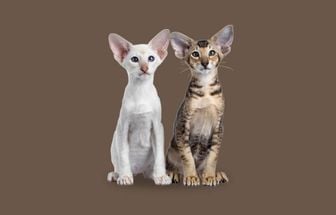 7 diferenças entre as raças siamês e oriental shorthair 