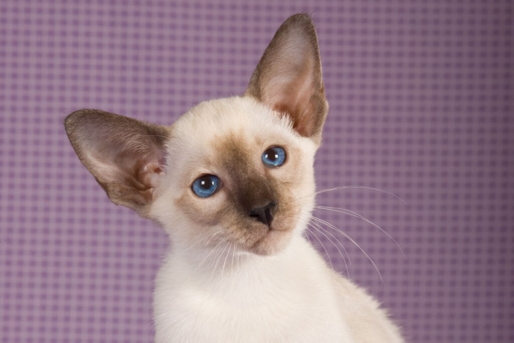 Os olhos do gato siamês são sempre de cor azul intensa (Imagem: Linn Currie | Shutterstock)