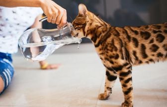 8 cuidados importantes com os animais de estimação no calor