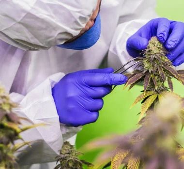 Imagem - STJ nega mais prazo para regulamentar cannabis para fins medicinais