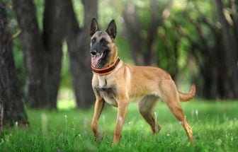 4 características do cachorro da raça pastor belga