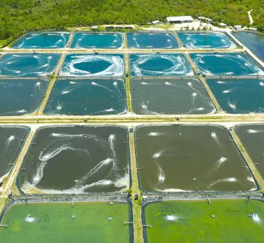 Imagem - IFC Amazônia vai debater sobre Lei de Aquicultura paraense