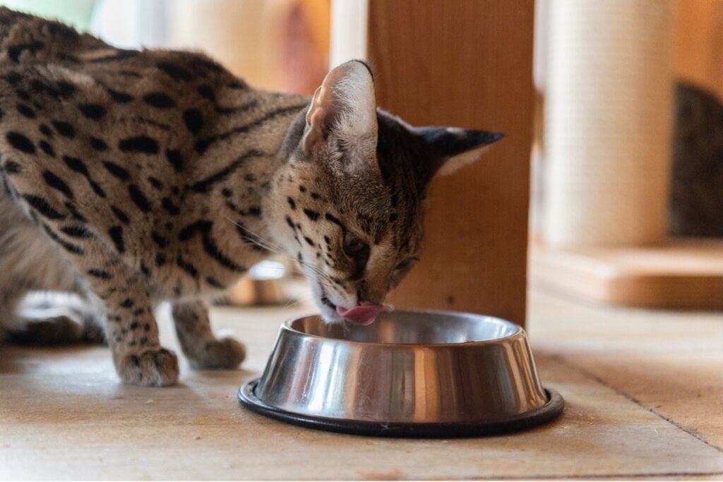 Alimentos desenvolvidos para os animais idosos atendem às necessidades nutricionais dessa fase (Imagem: Heidi Bollich | Shutterstock)