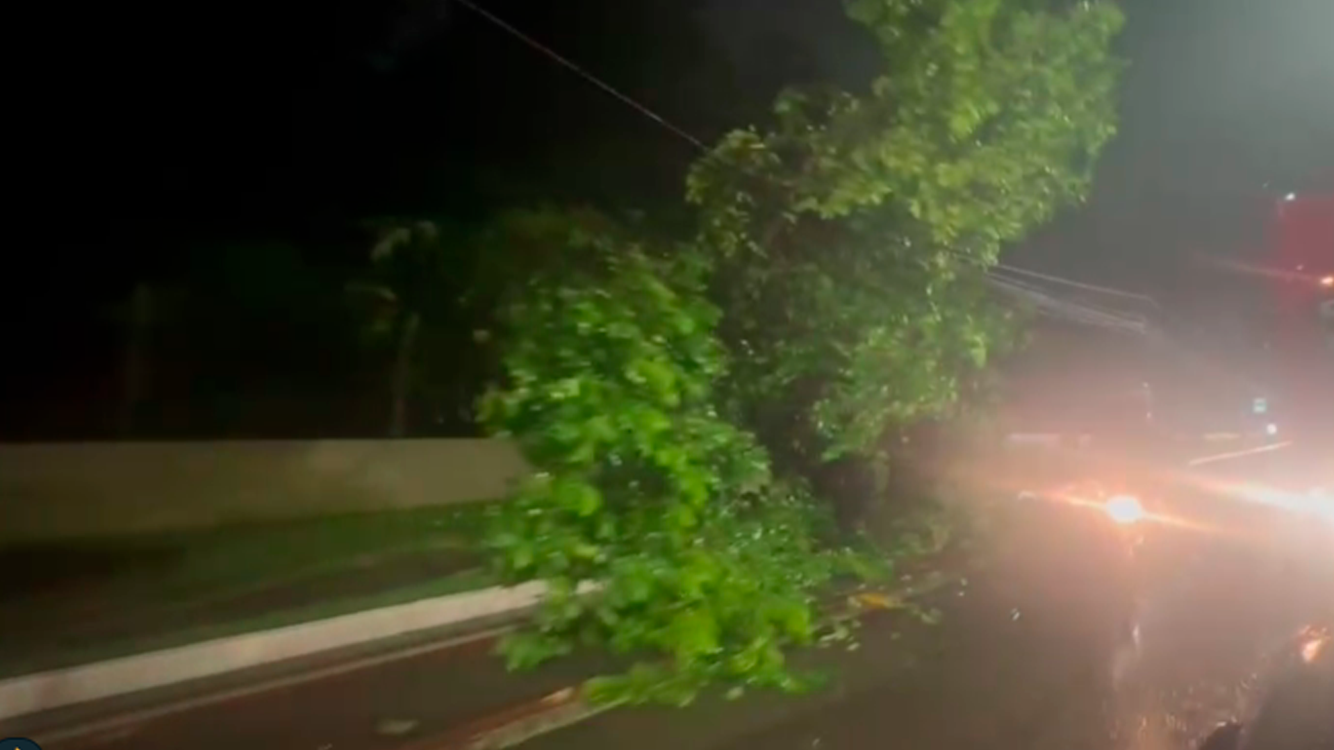 O vegetal caiu na Av. Júlio César após forte chuva na noite desta quinta-feira (13). 