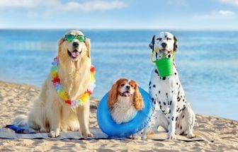 4 cuidados com os animais na praia e na piscina