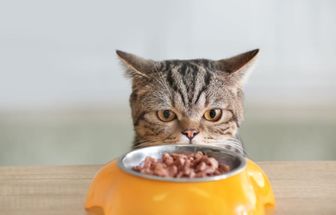 5 perguntas e respostas alimentos para gatos