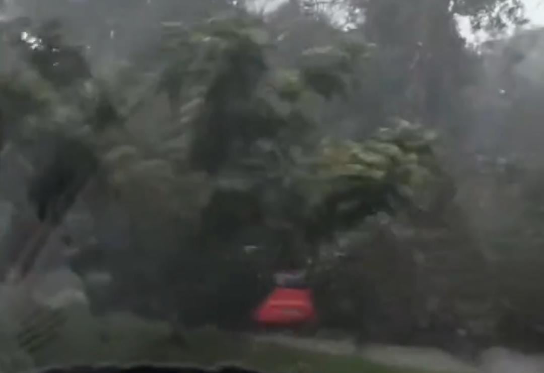 Imagem - Vídeo: árvore cai e atinge carro na av. Júlio César, em Belém