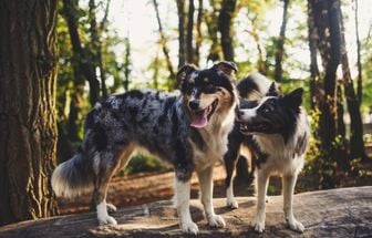 8 diferenças entre as raças border collie e pastor australiano 