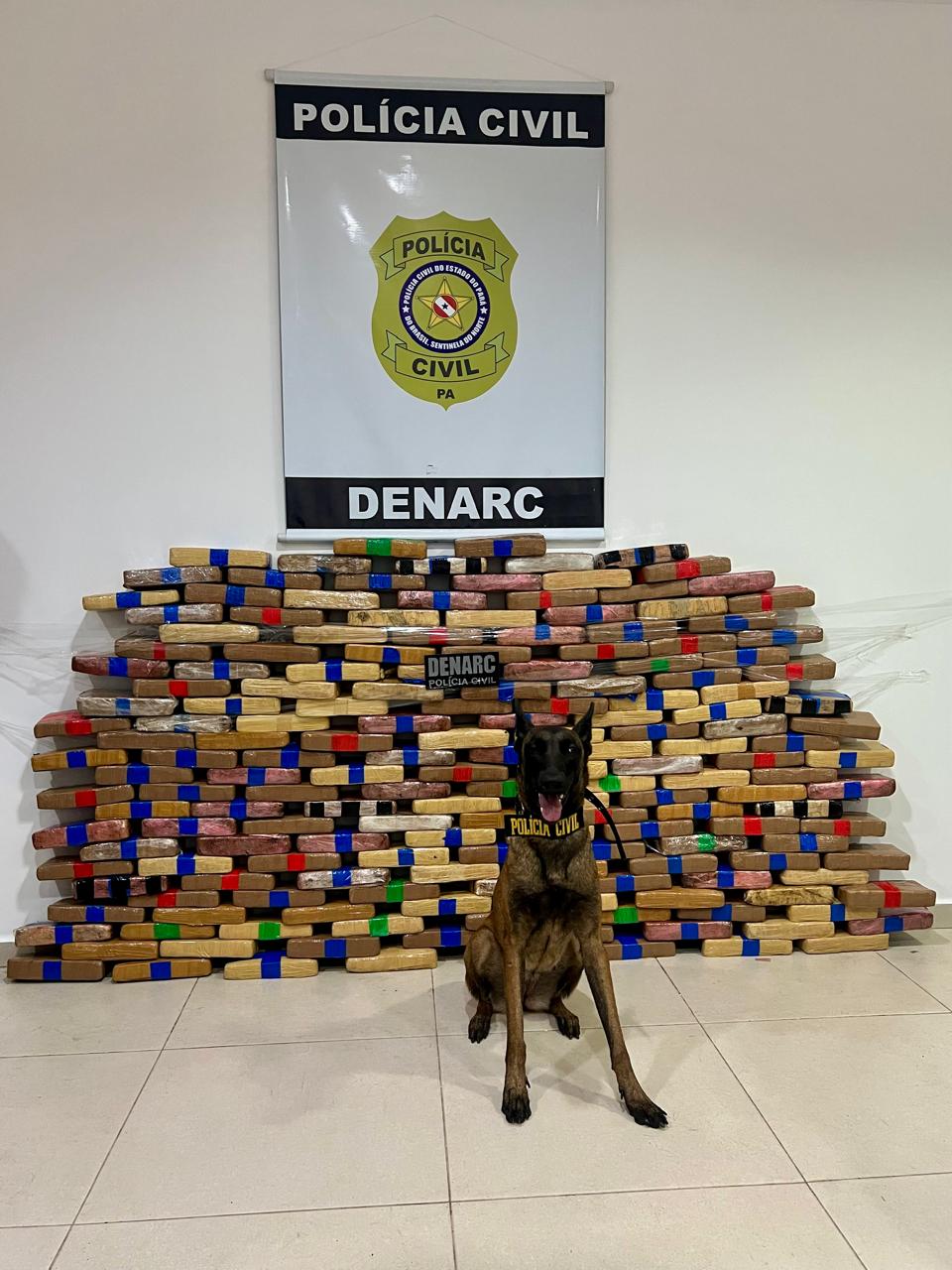 (A Polícia Civil usou o cão farejador para encontrar quase 200 quilos da droga.)