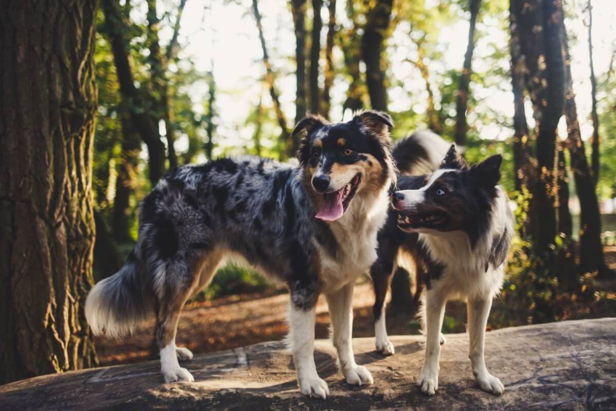 O pastor australiano e o border collie são visualmente parecidos, mas diferentes em vários outros aspectos (Imagem: JKiri | Shutterstock) 