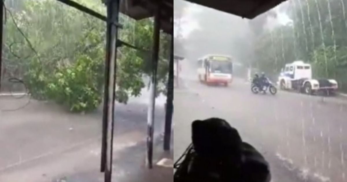 Chuva intensa provoca queda de árvore no distrito de Outeiro, em Belém