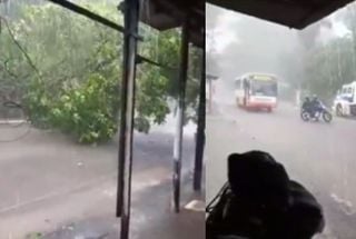 Chuva intensa provoca queda de árvore no distrito de Outeiro, em Belém